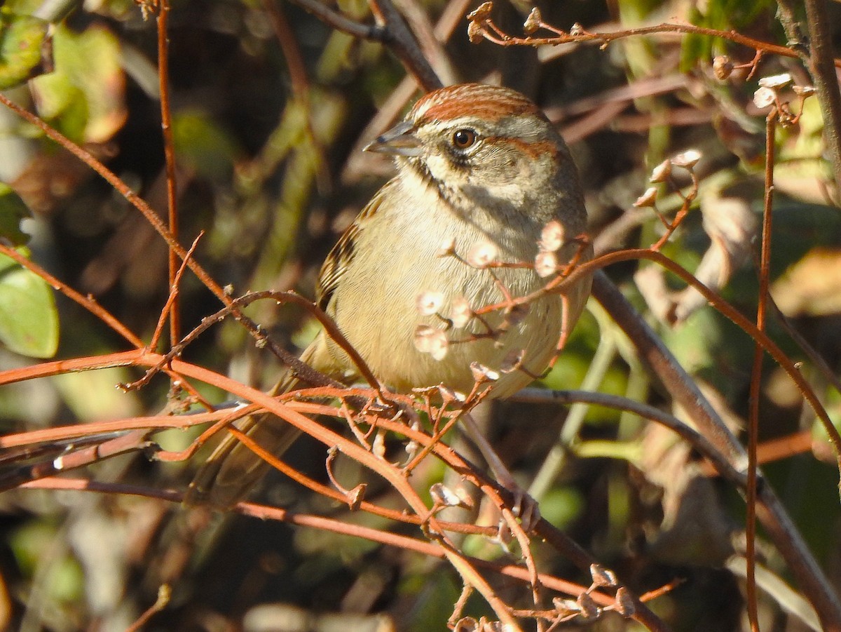Chingolo Coronirrufo - ML645860862