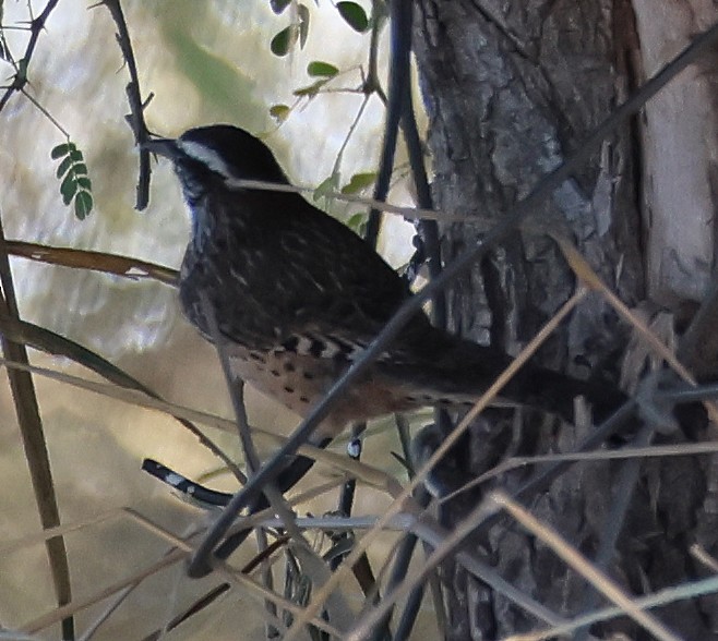 Cucarachero Desértico - ML645860864