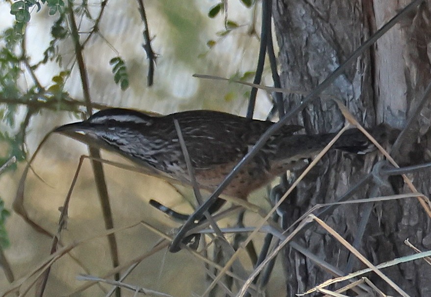 Cucarachero Desértico - ML645860865