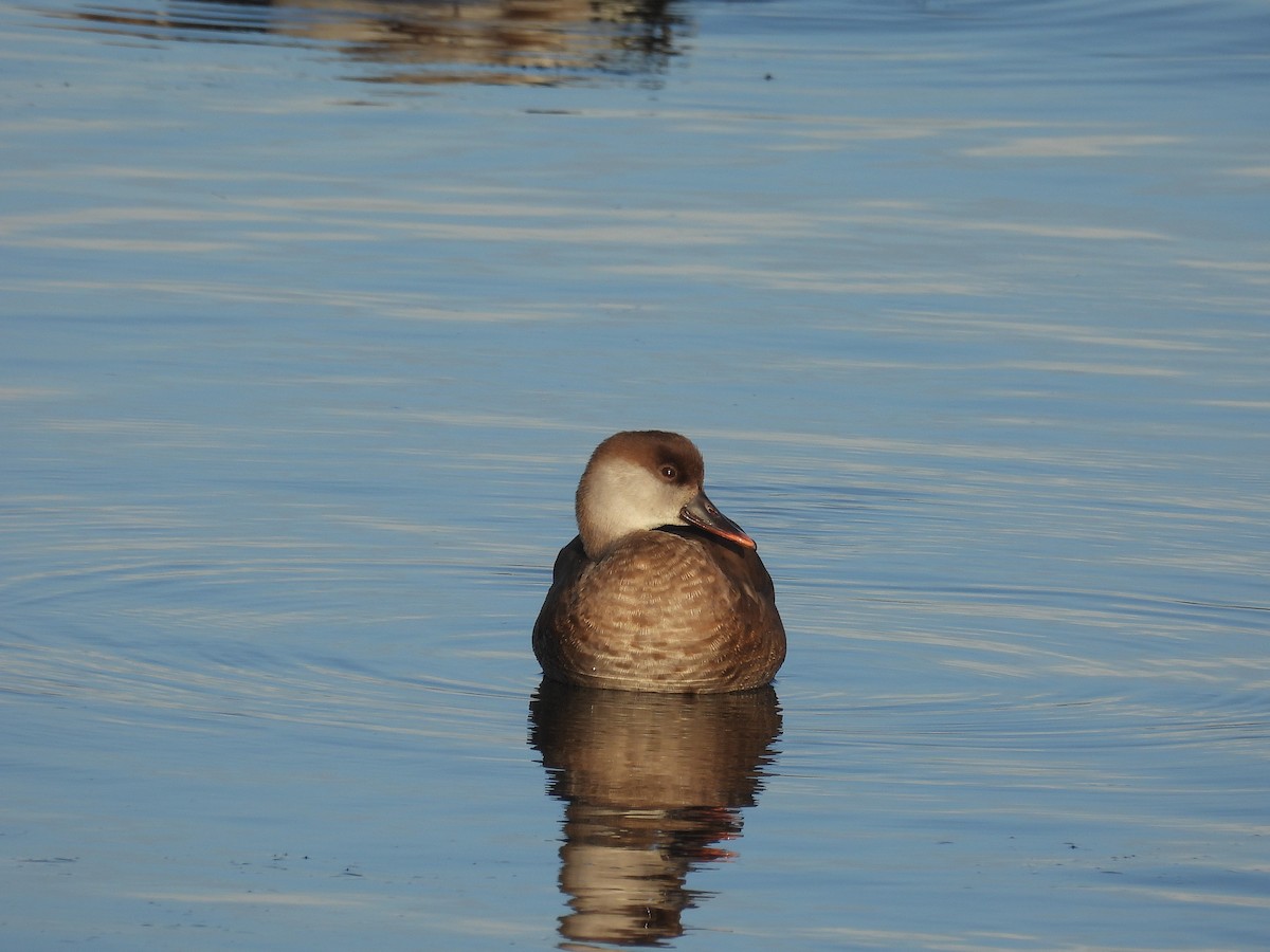 Pato Colorado - ML645860866
