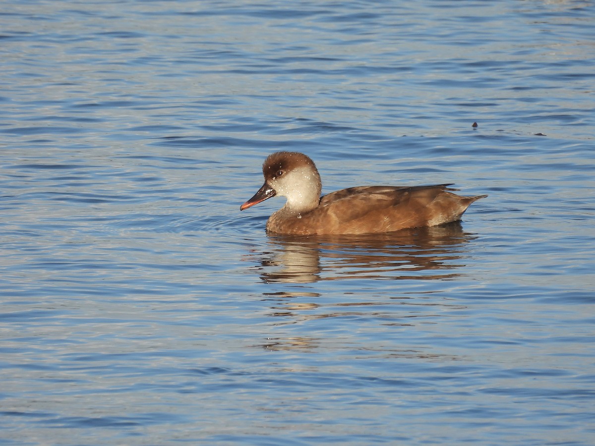Pato Colorado - ML645860867
