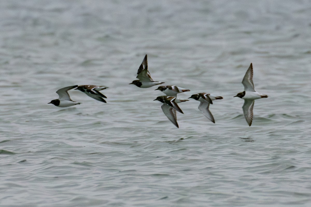 Vuelvepiedras Común - ML645860868
