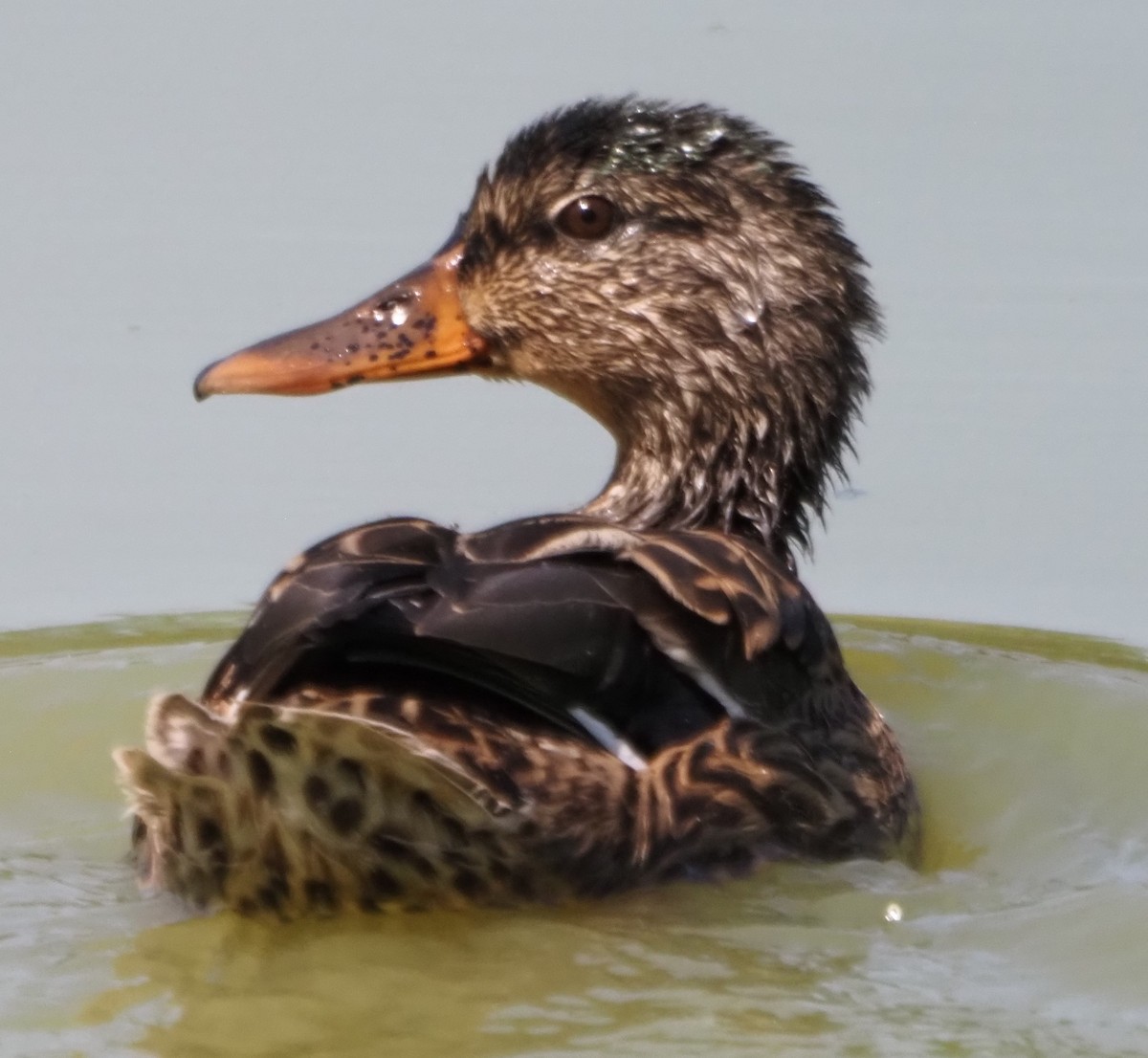 Ánade Azulón - ML645860869