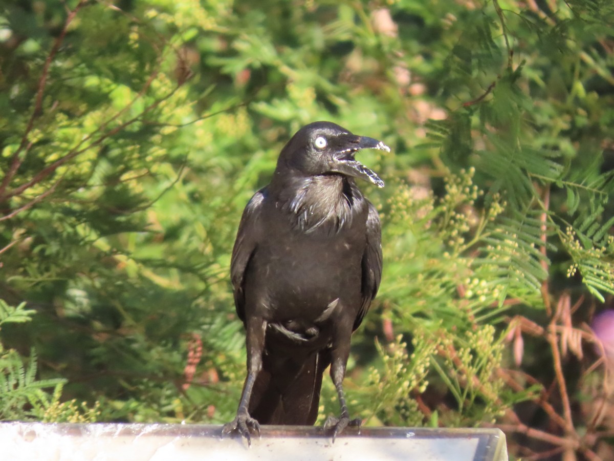 Cuervo Australiano - ML645860881