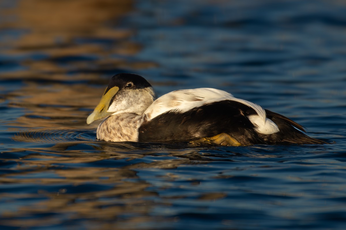 Éider Común - ML645860883