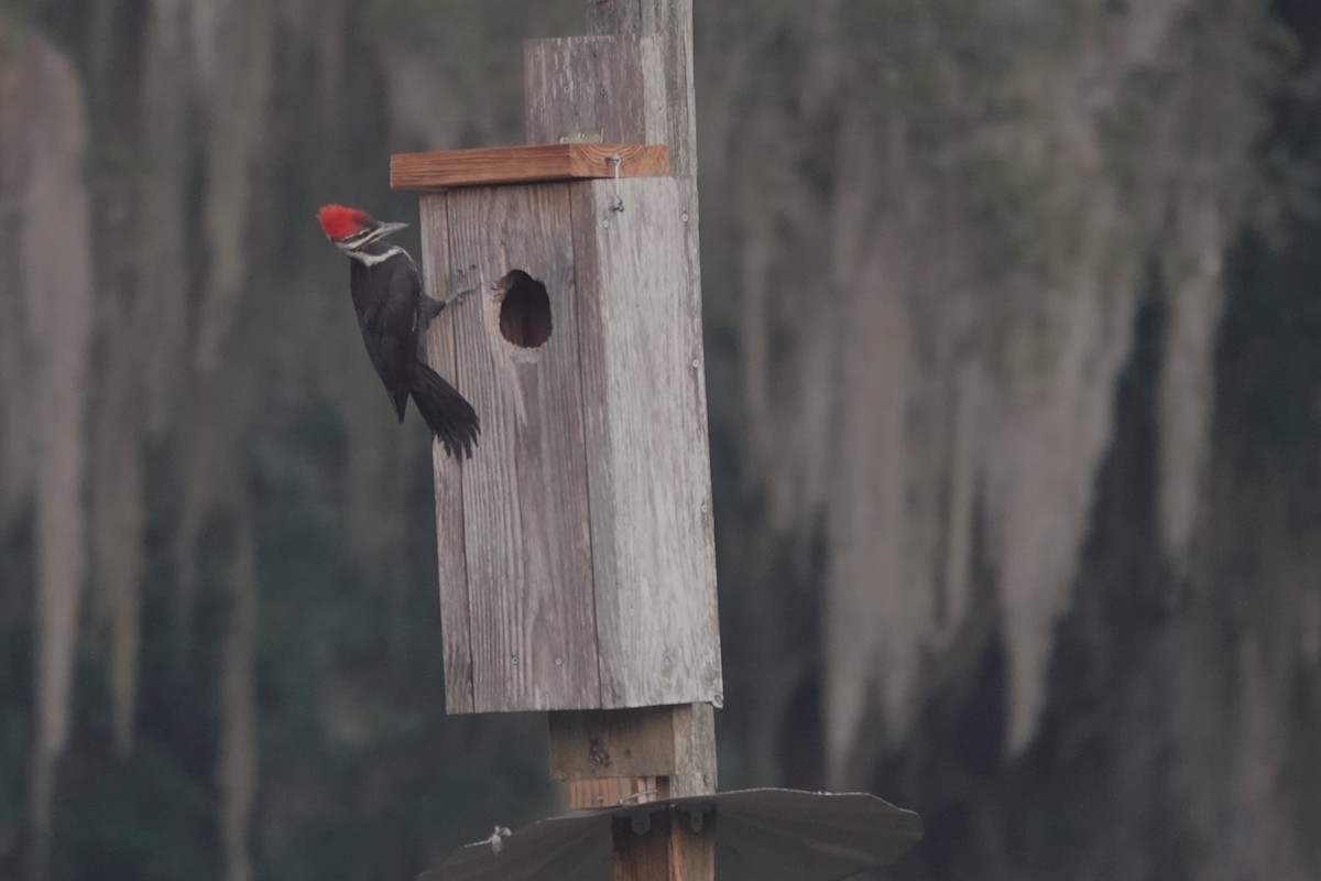 Picamaderos Norteamericano - ML645860884