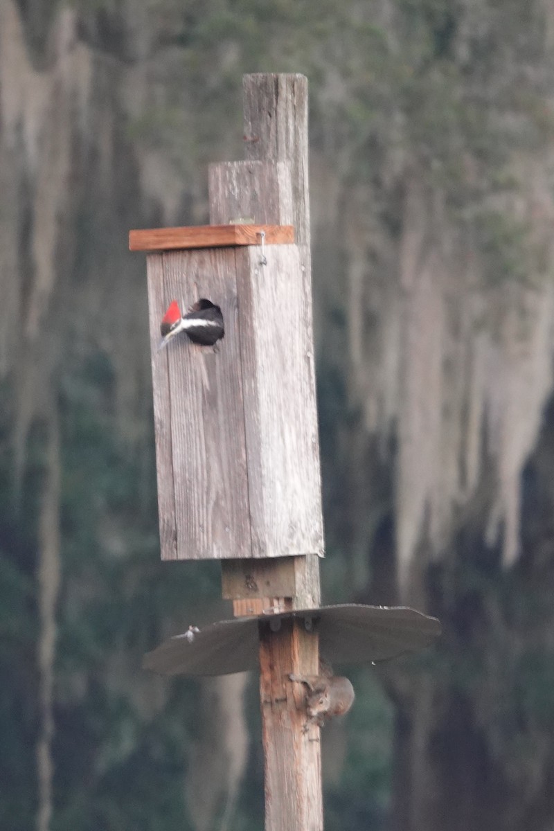 Picamaderos Norteamericano - ML645860885