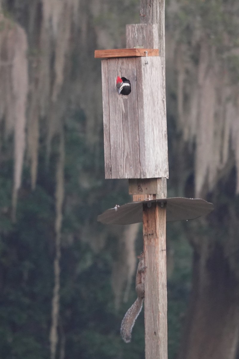 Picamaderos Norteamericano - ML645860886