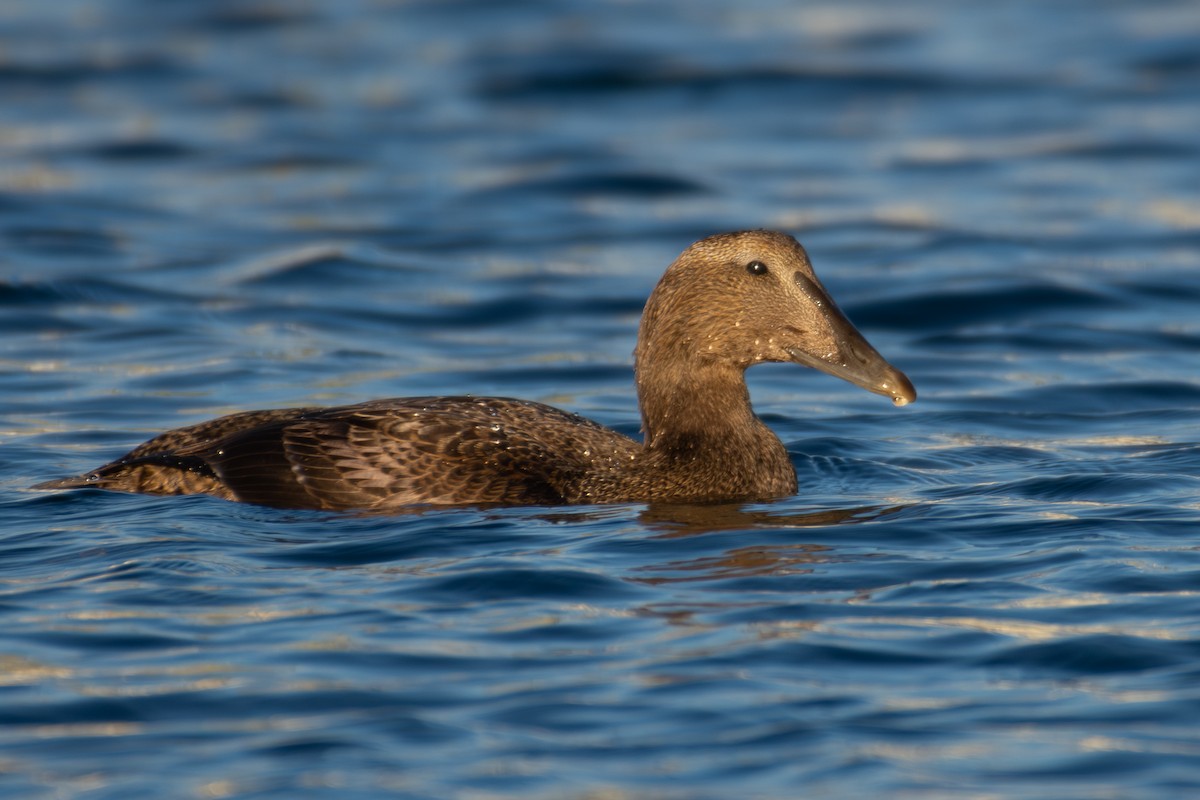 Éider Común - ML645860887