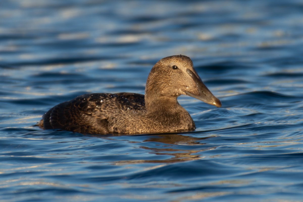 Éider Común - ML645860888