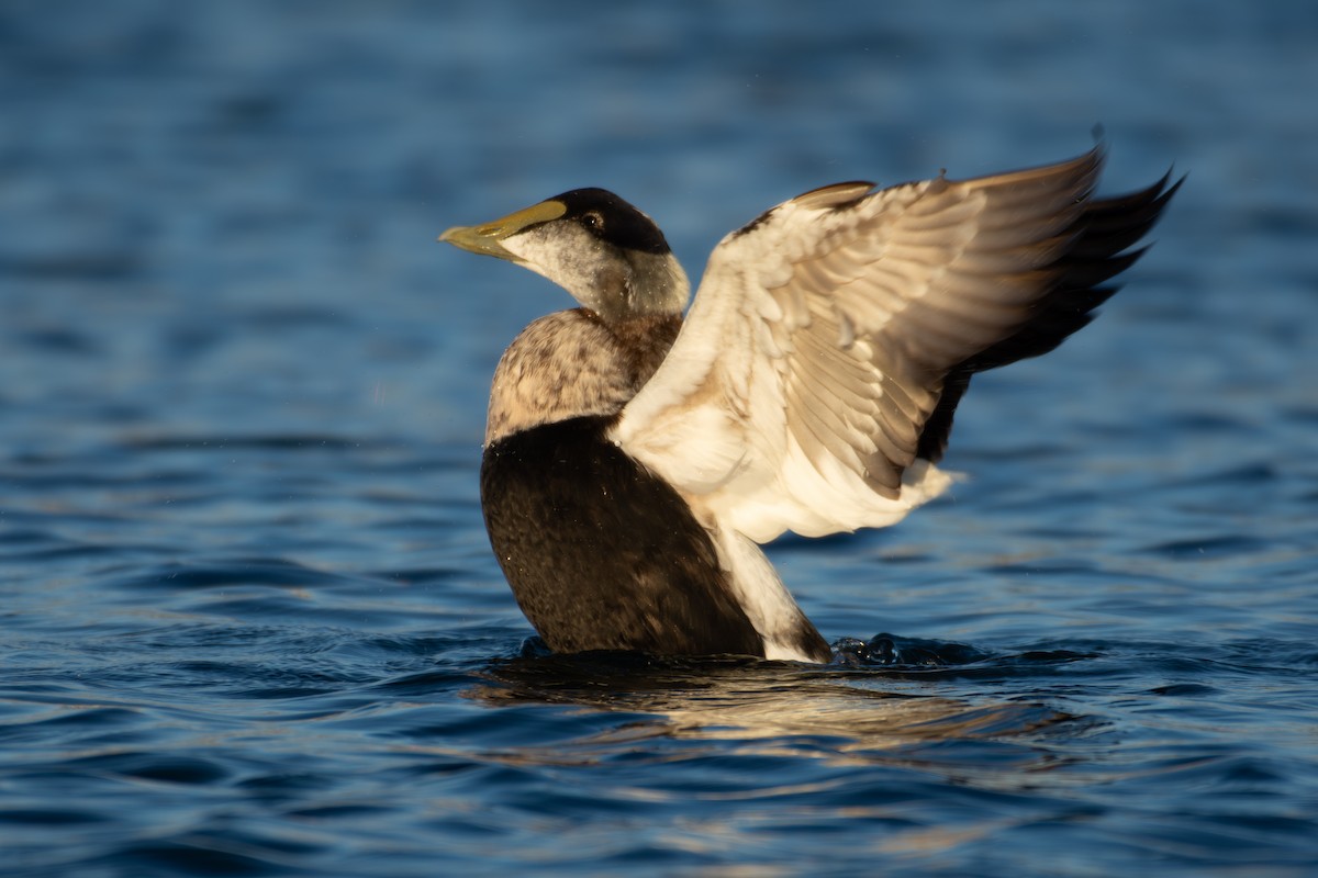 Éider Común - ML645860889