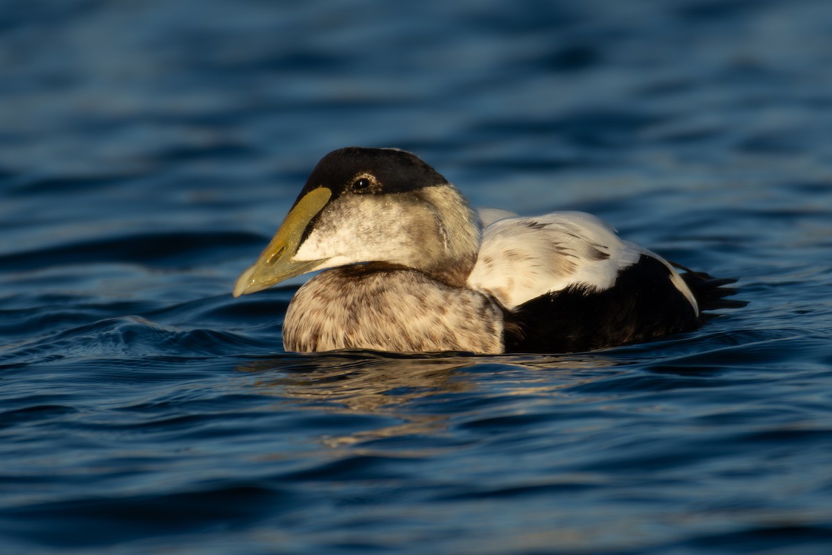 Éider Común - ML645860890