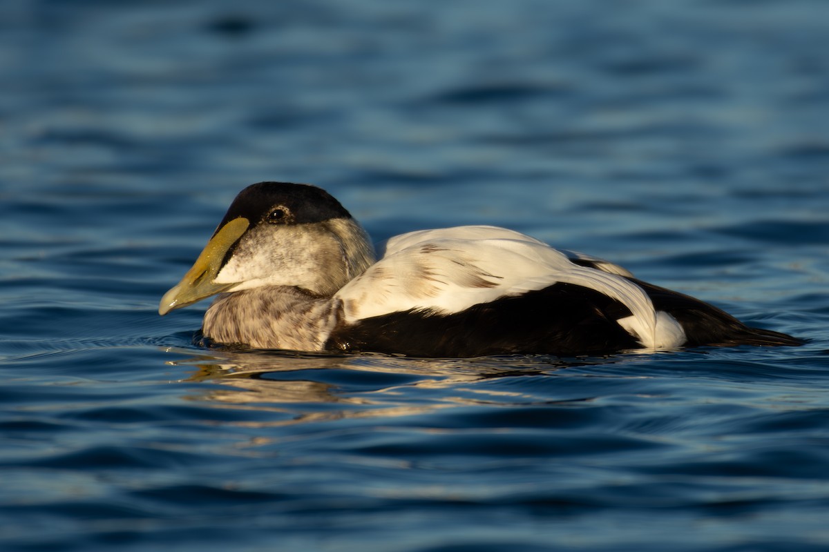 Éider Común - ML645860891