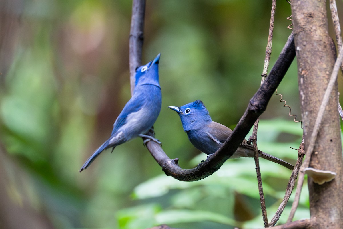 Black-naped Monarch - ML645860894