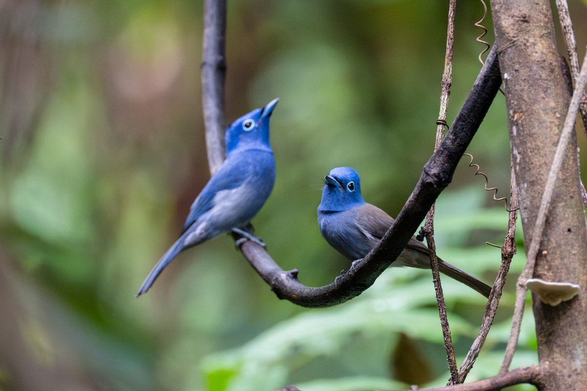 Black-naped Monarch - ML645860895