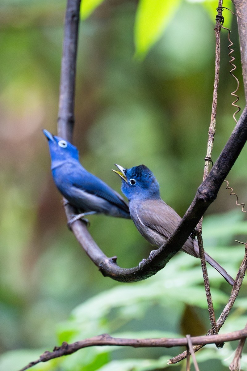 Black-naped Monarch - ML645860896
