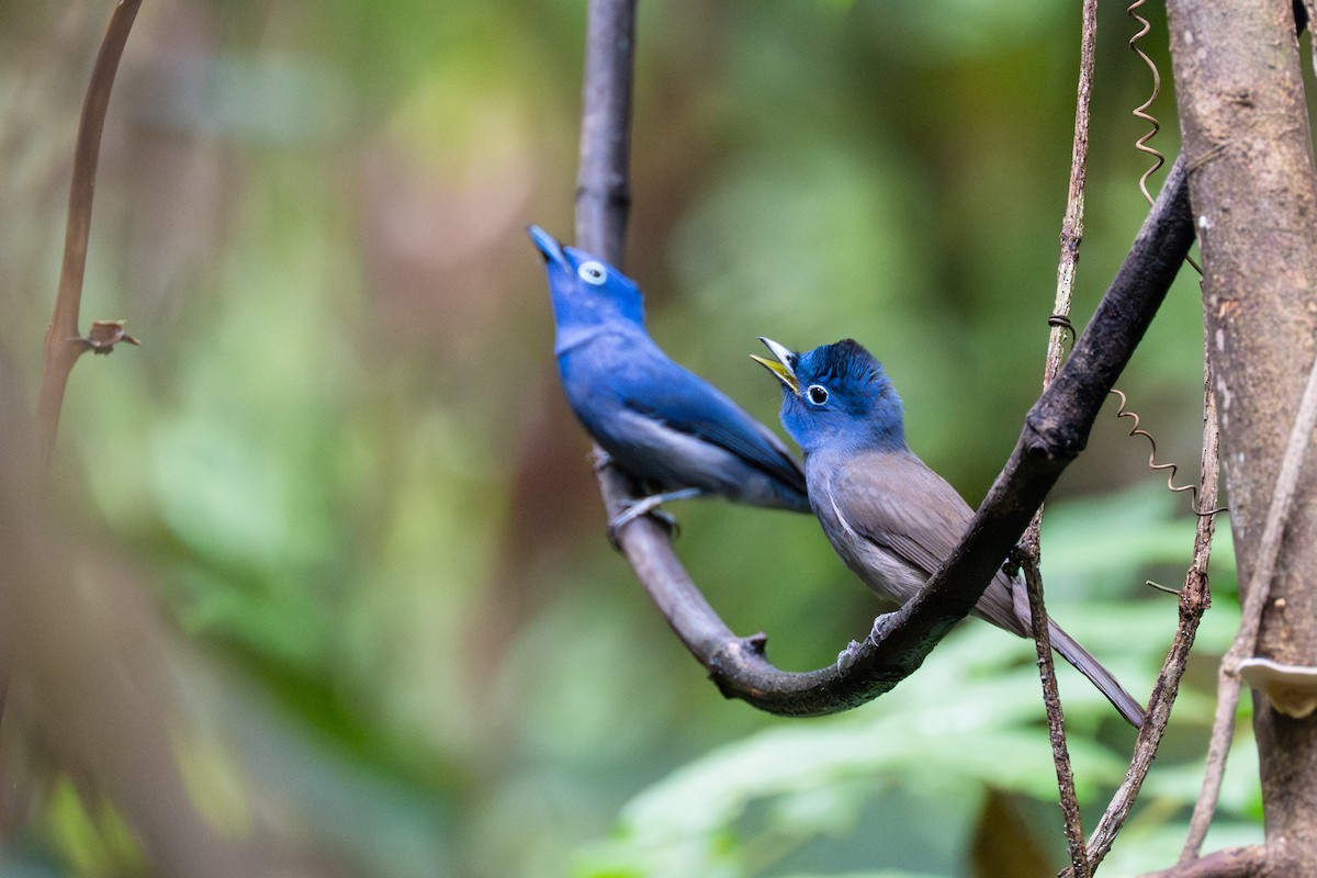 Black-naped Monarch - ML645860897