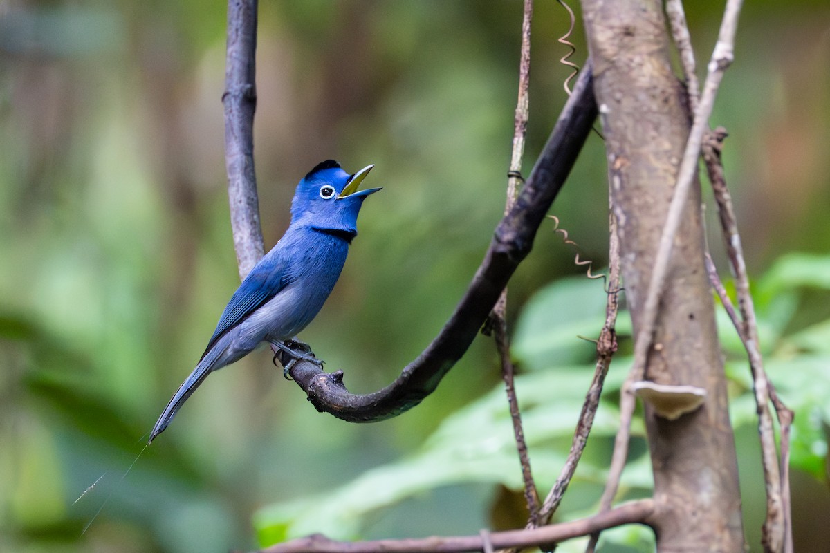 Black-naped Monarch - ML645860898