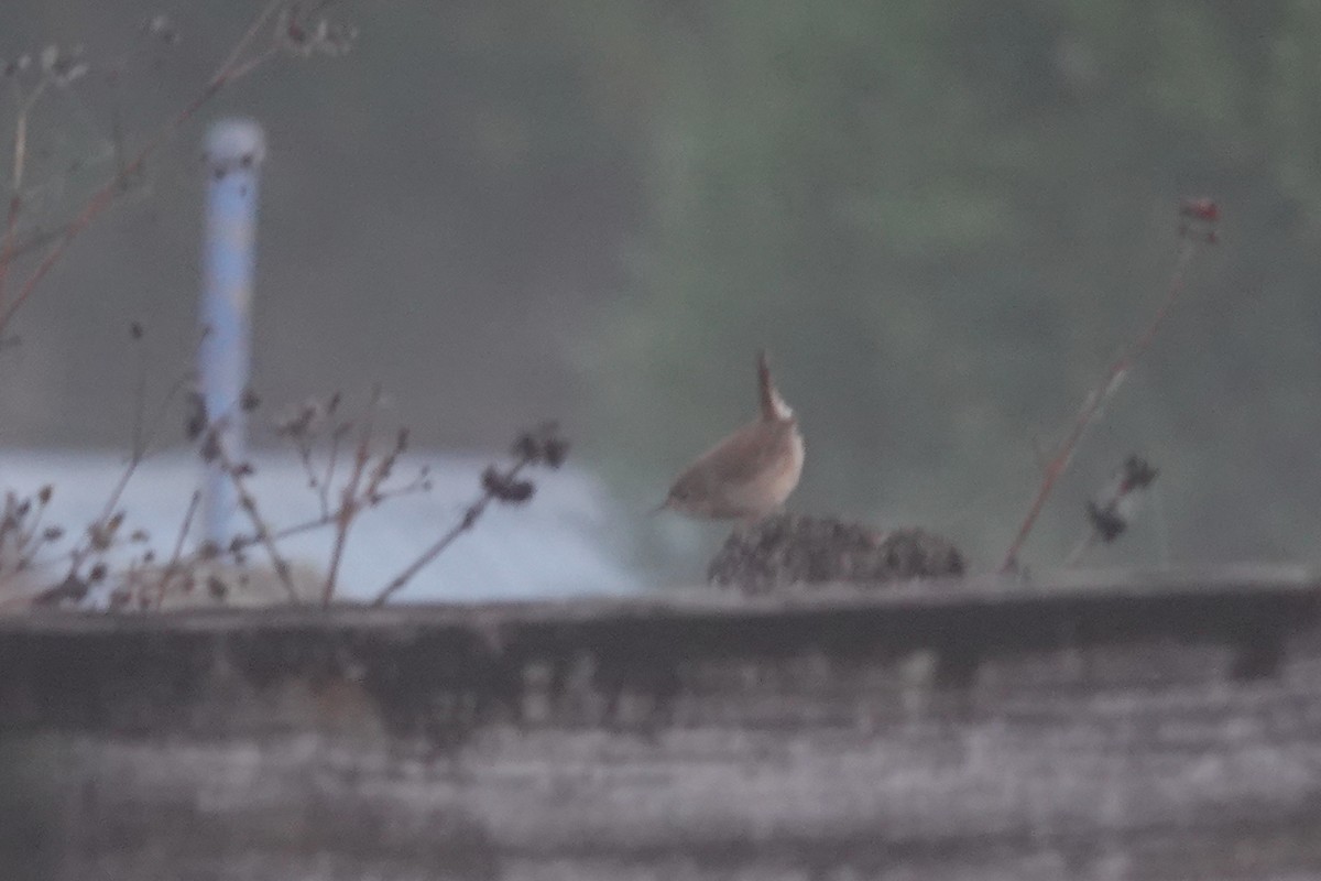 Chochín Criollo Norteño - ML645860900