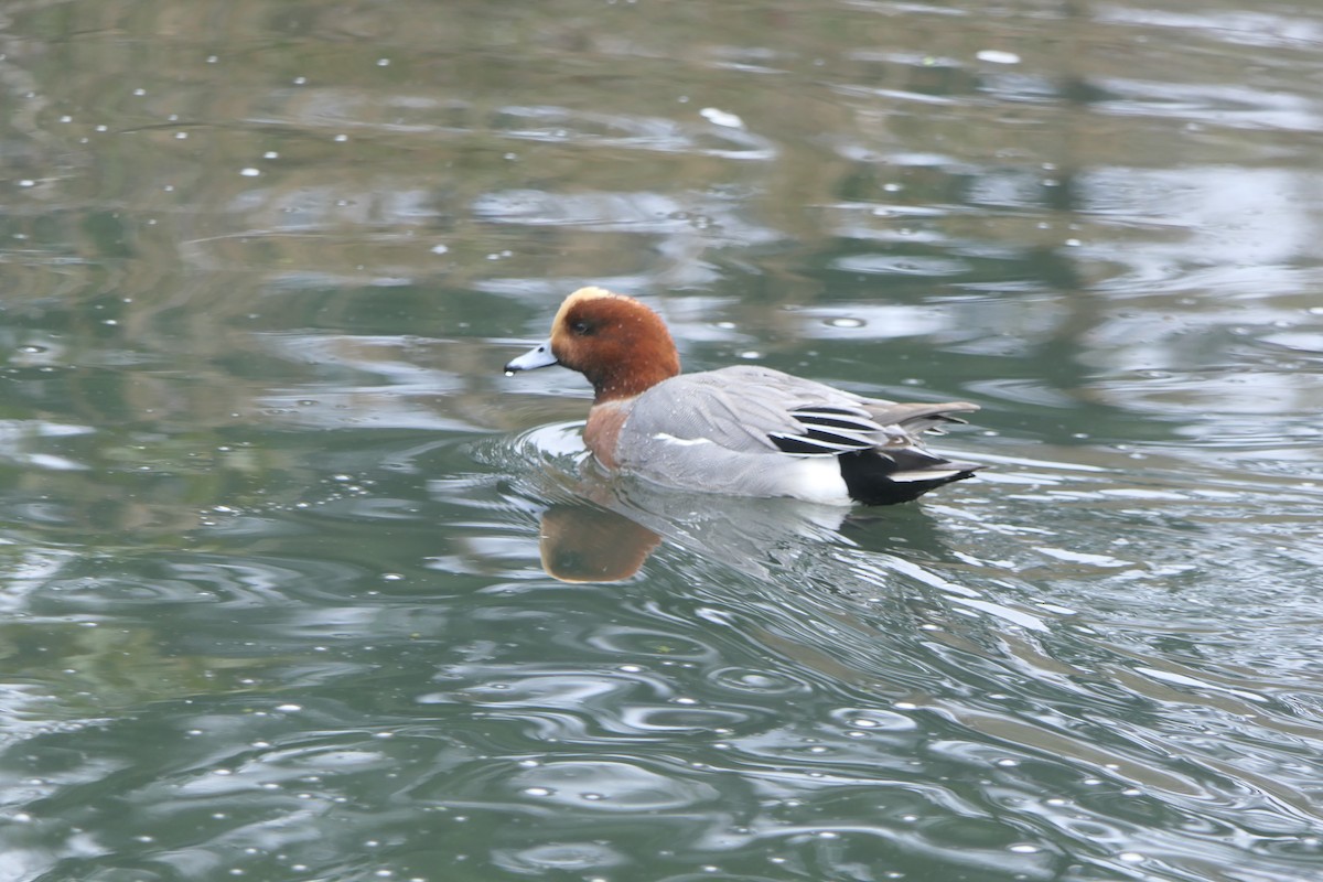 Eurasian Wigeon - ML645860902