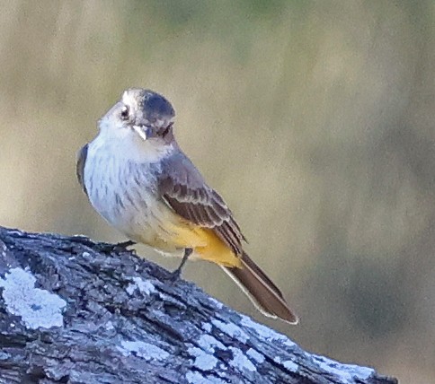 Mosquero Cardenal - ML645860903