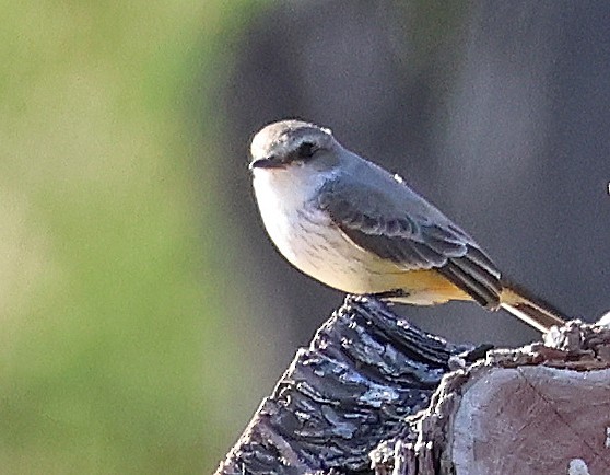 Mosquero Cardenal - ML645860904