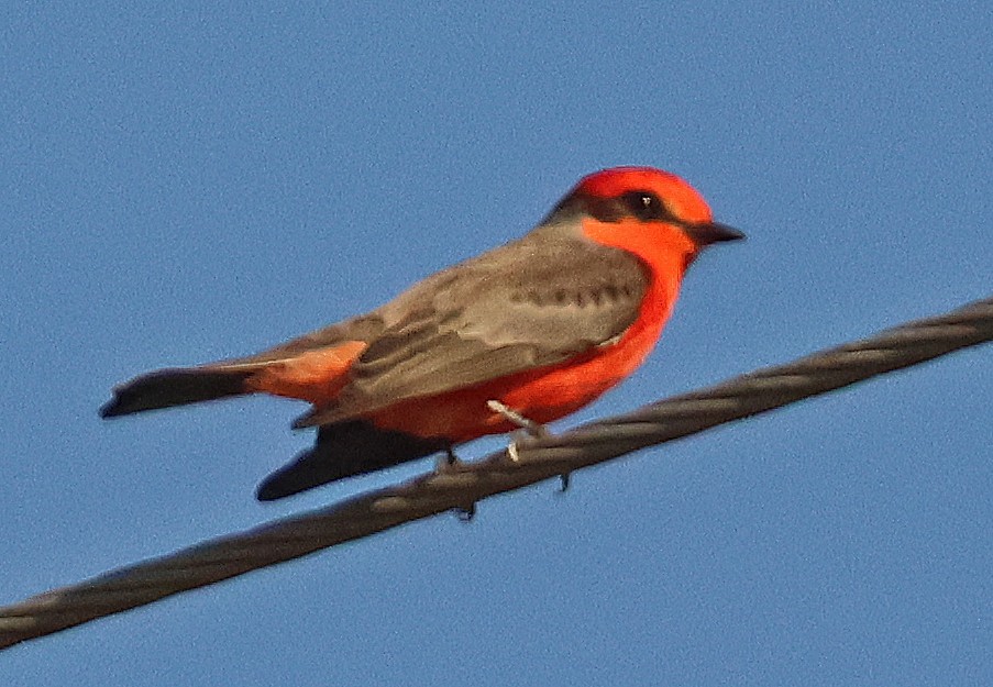 Mosquero Cardenal - ML645860905