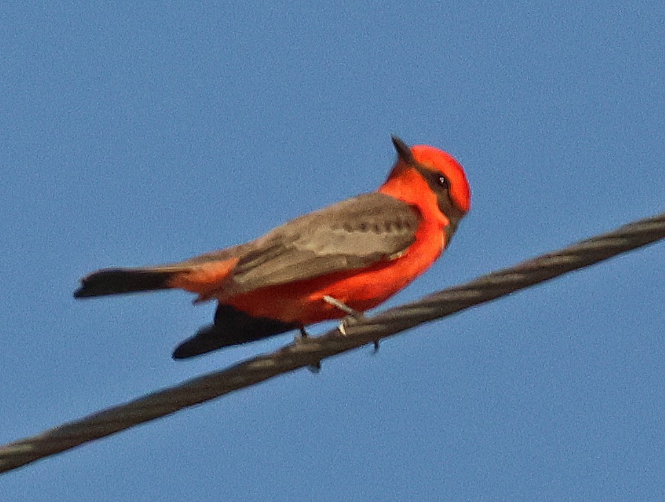 Mosquero Cardenal - ML645860906