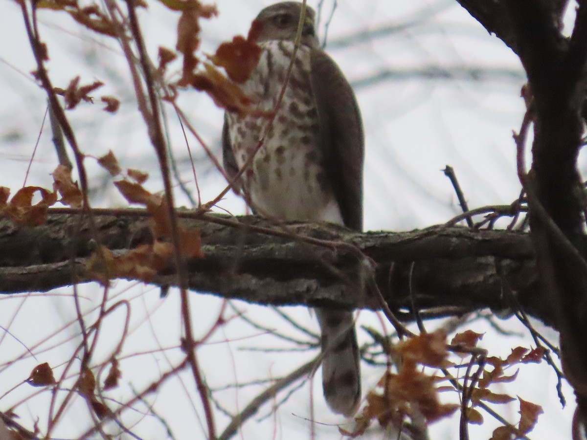 Gavilán de Cooper - ML645860907