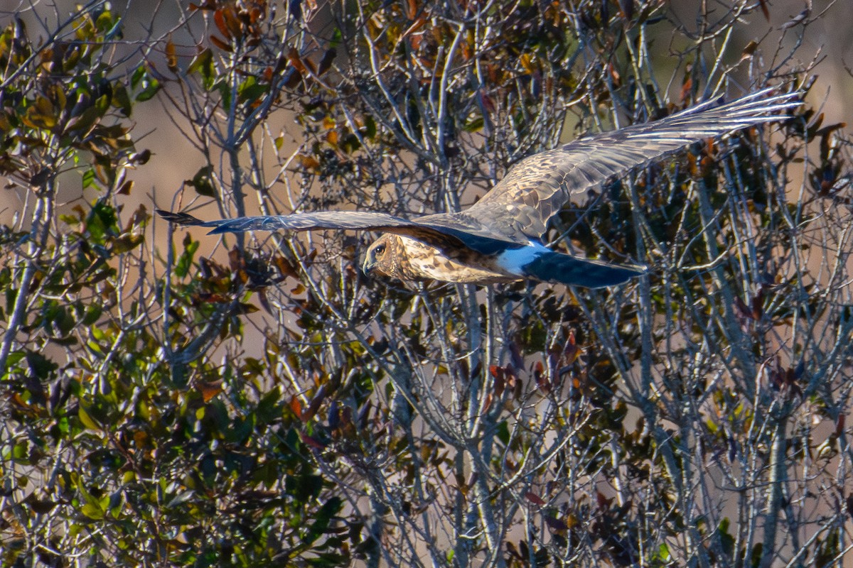 Northern Harrier - ML645860917