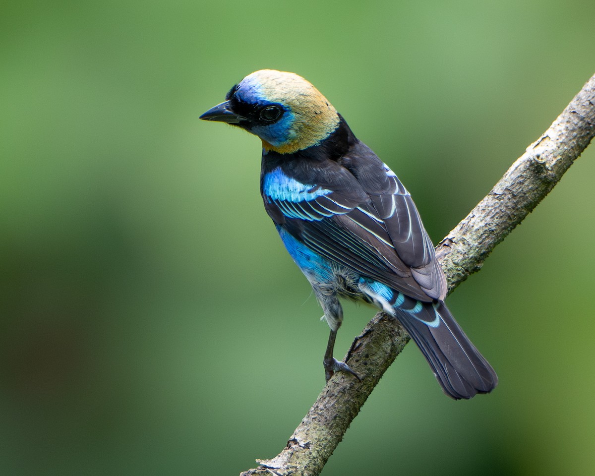 キンズキンフウキンチョウ - ML645860924