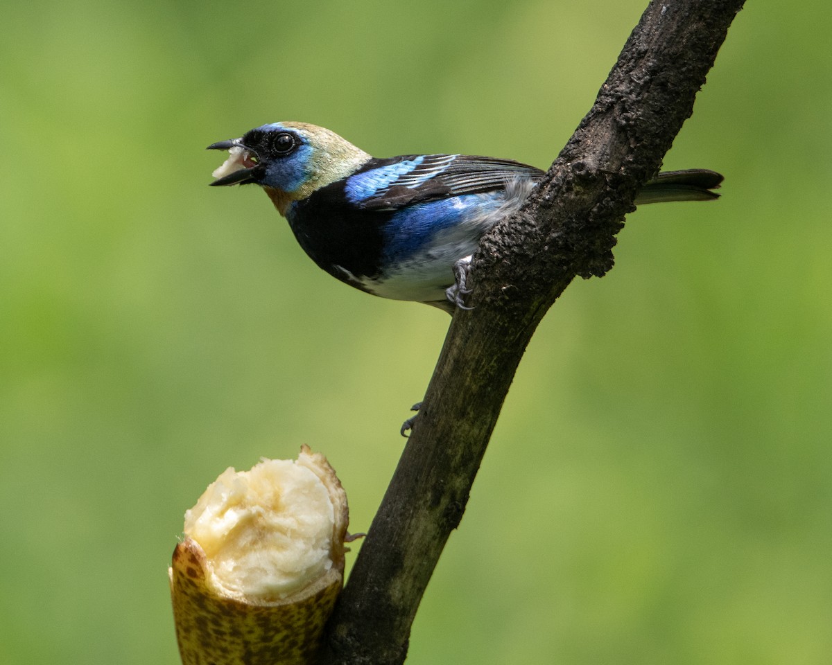 キンズキンフウキンチョウ - ML645860926