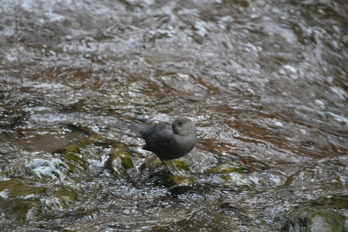 Ur-zozo iparramerikarra - ML645860934