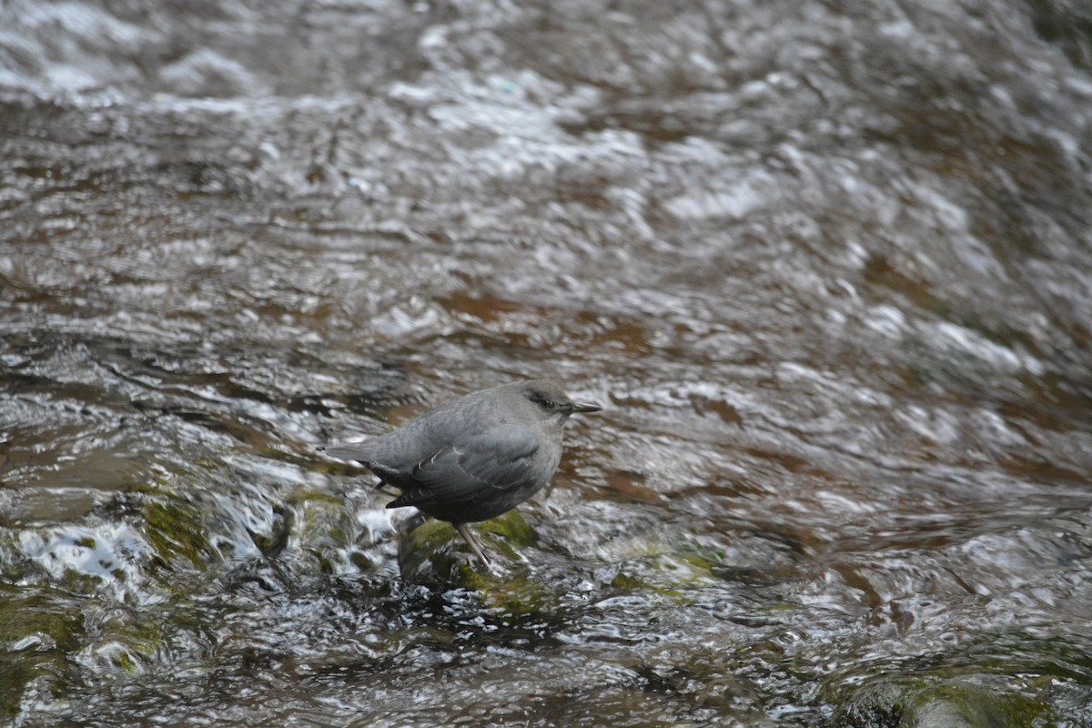 Ur-zozo iparramerikarra - ML645860935