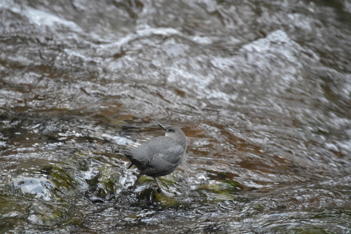 Ur-zozo iparramerikarra - ML645860936