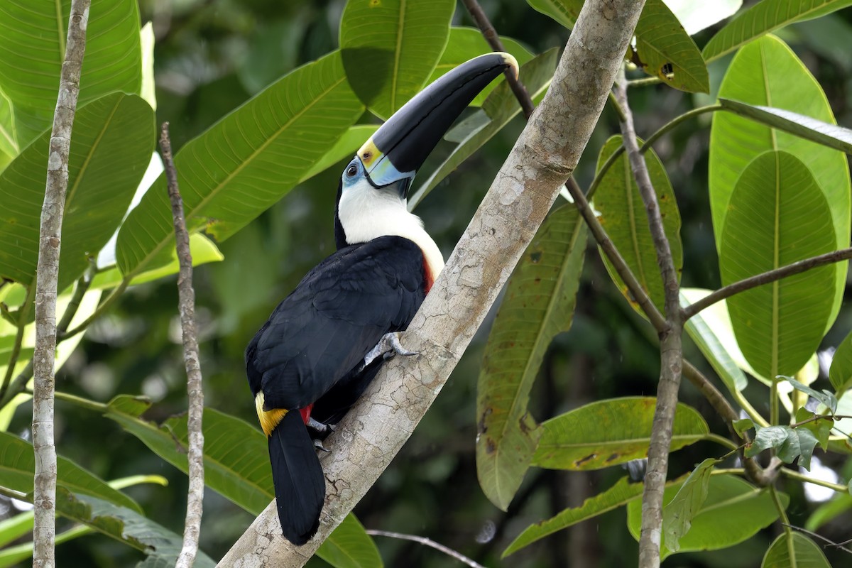 Tucán Pechiblanco (de Cuvier) - ML645860938