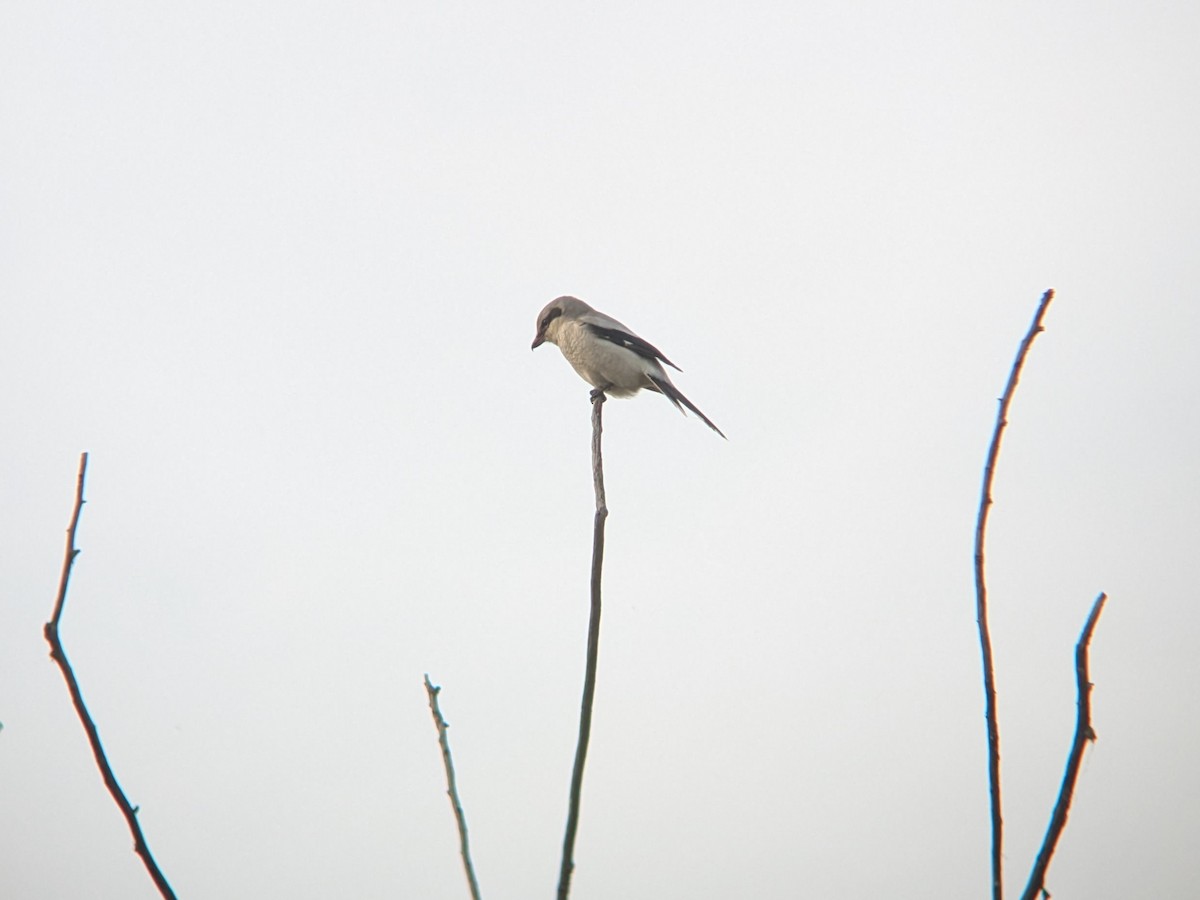 Antzandobi boreala - ML645860940