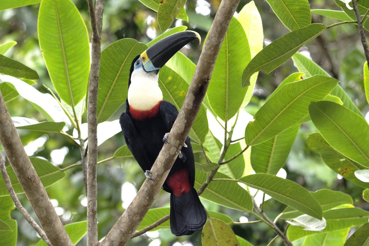 Tucán Pechiblanco (de Cuvier) - ML645860942