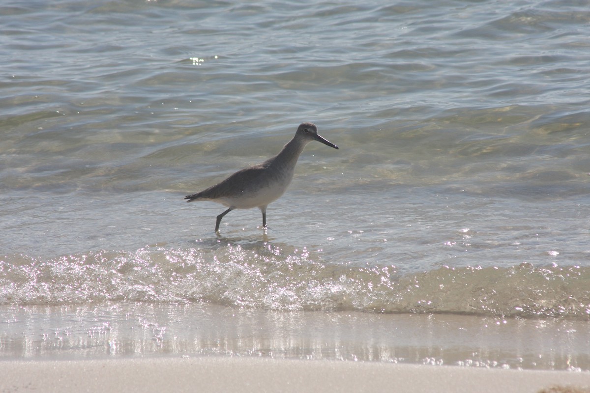 Willet - ML645860948