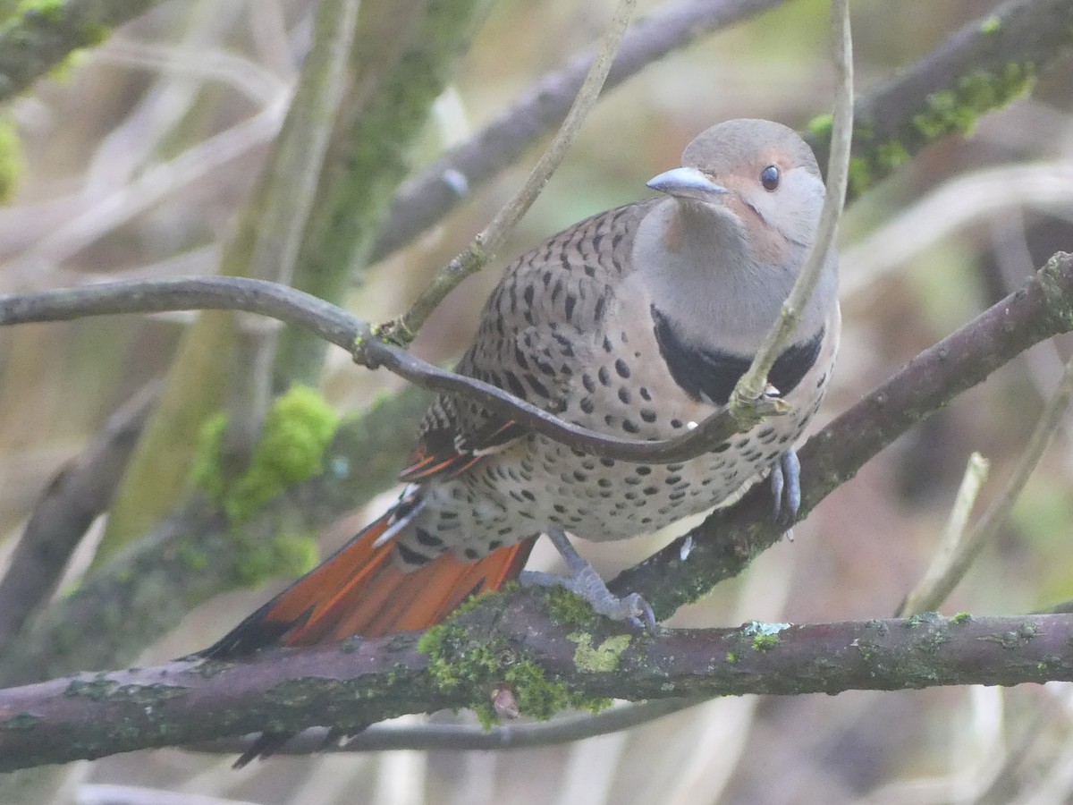 Northern Flicker (Red-shafted) - ML645860949