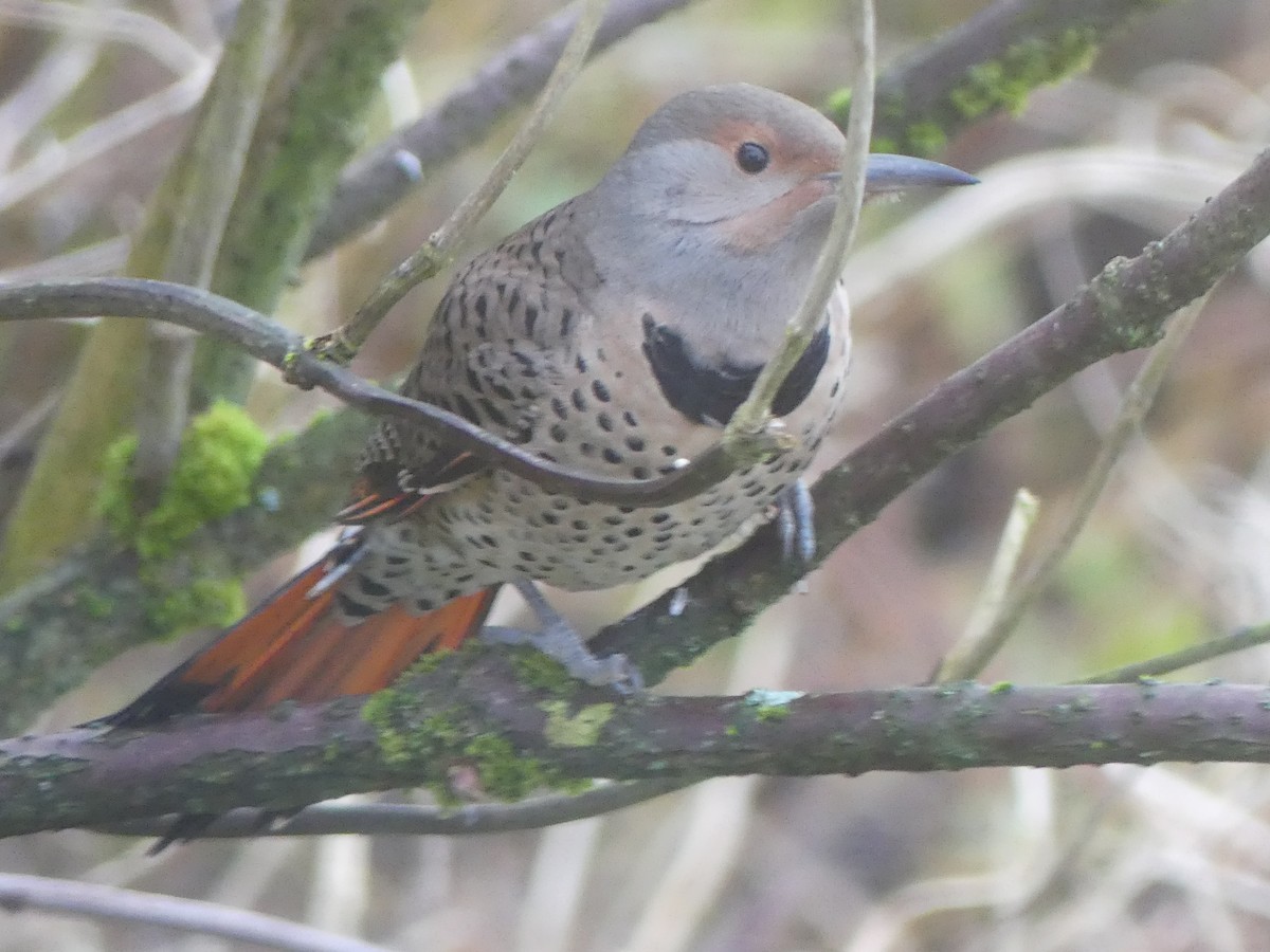 Northern Flicker (Red-shafted) - ML645860950