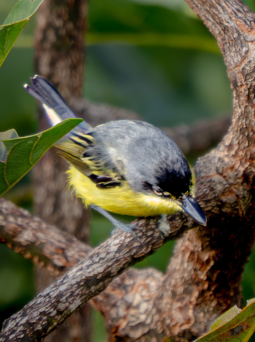 Common Tody-Flycatcher - ML645860951