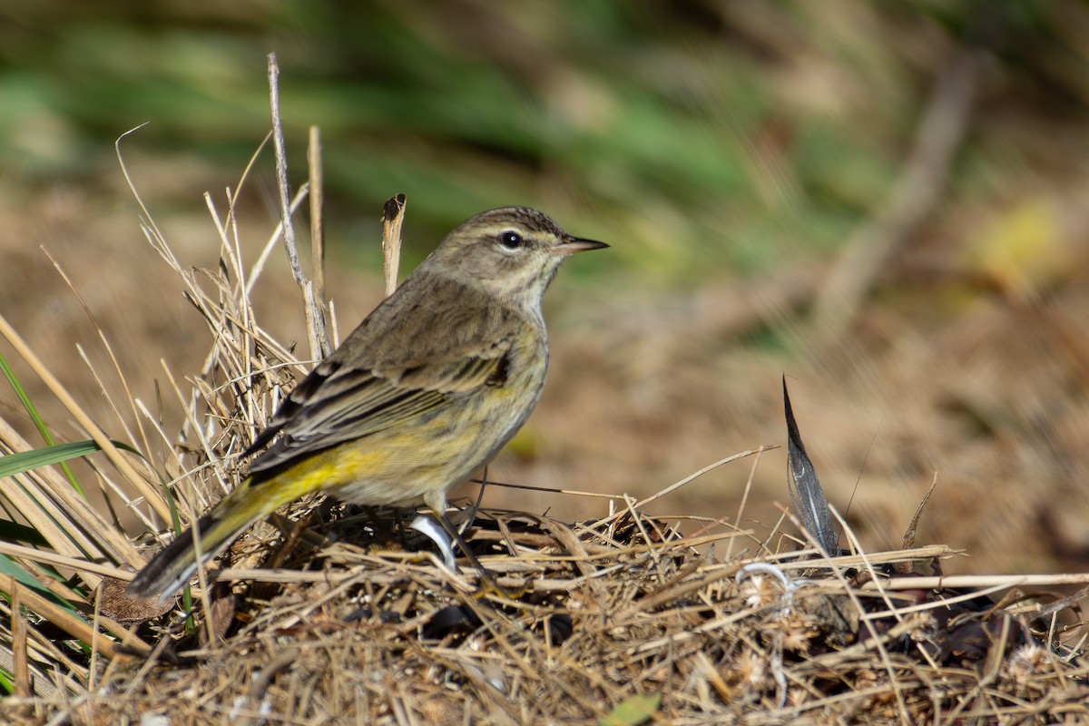Palm Warbler - ML645860952