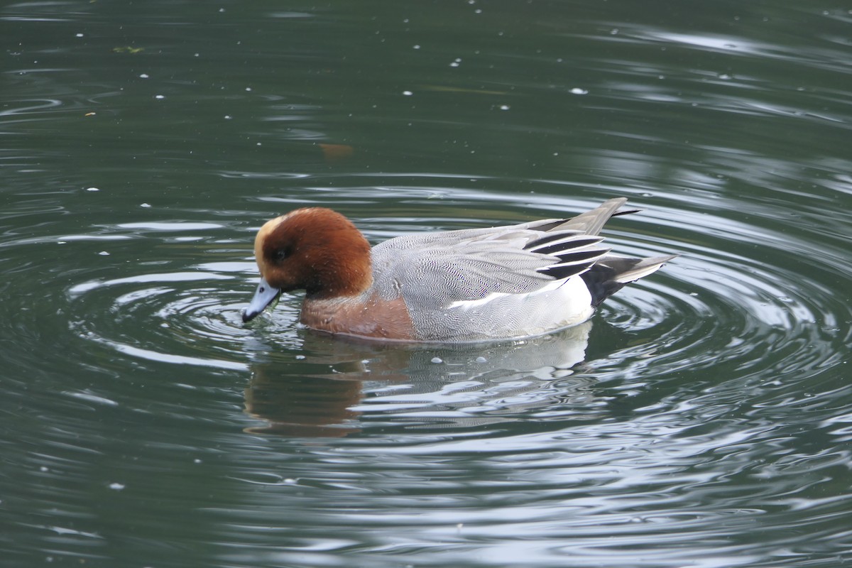 Eurasian Wigeon - ML645860954