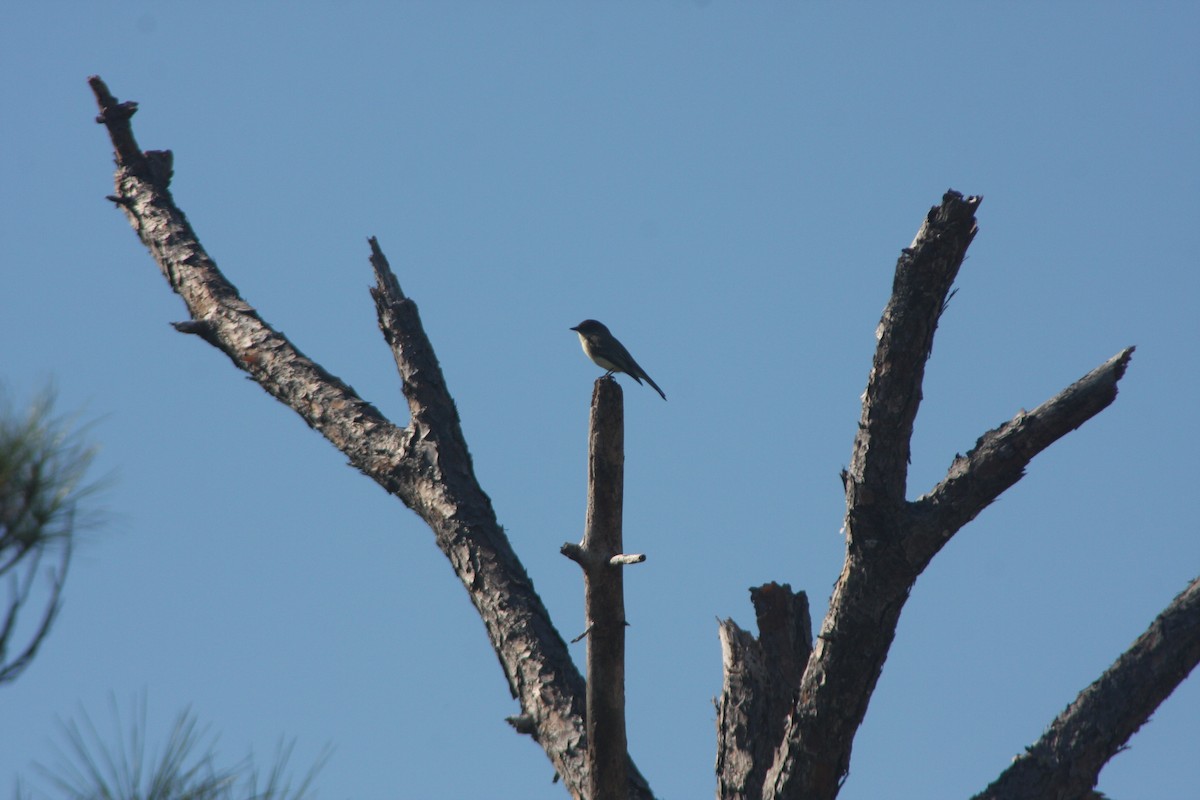 Eastern Phoebe - ML645860955