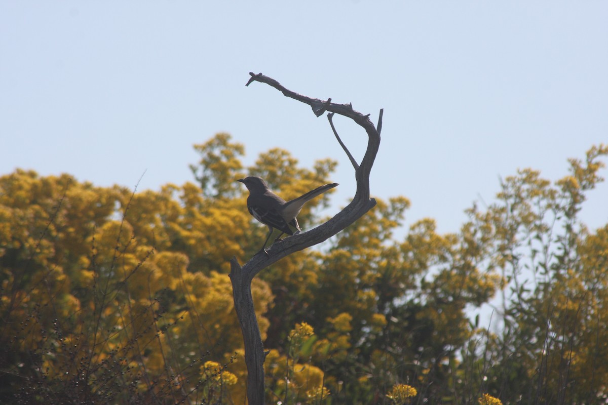 Northern Mockingbird - ML645860956
