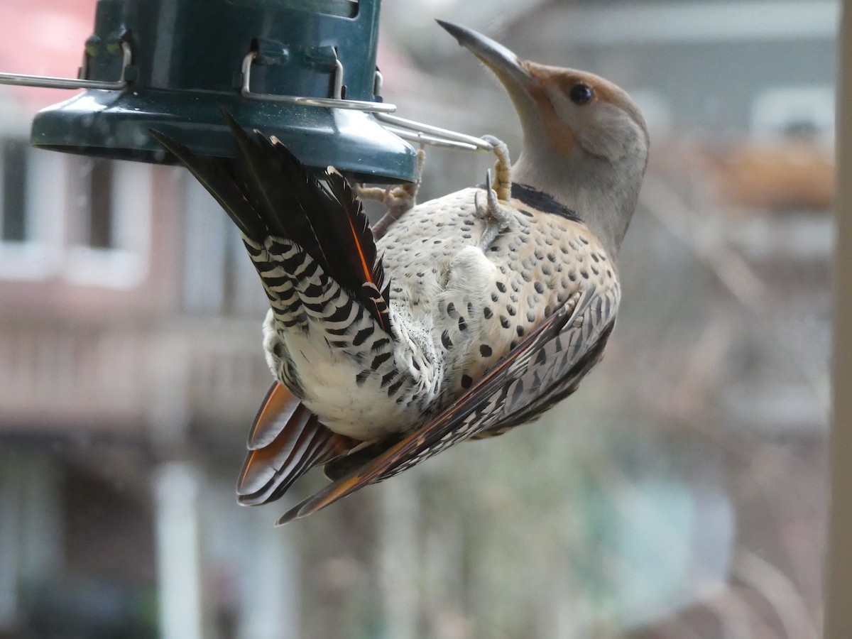 Northern Flicker (Red-shafted) - ML645860957