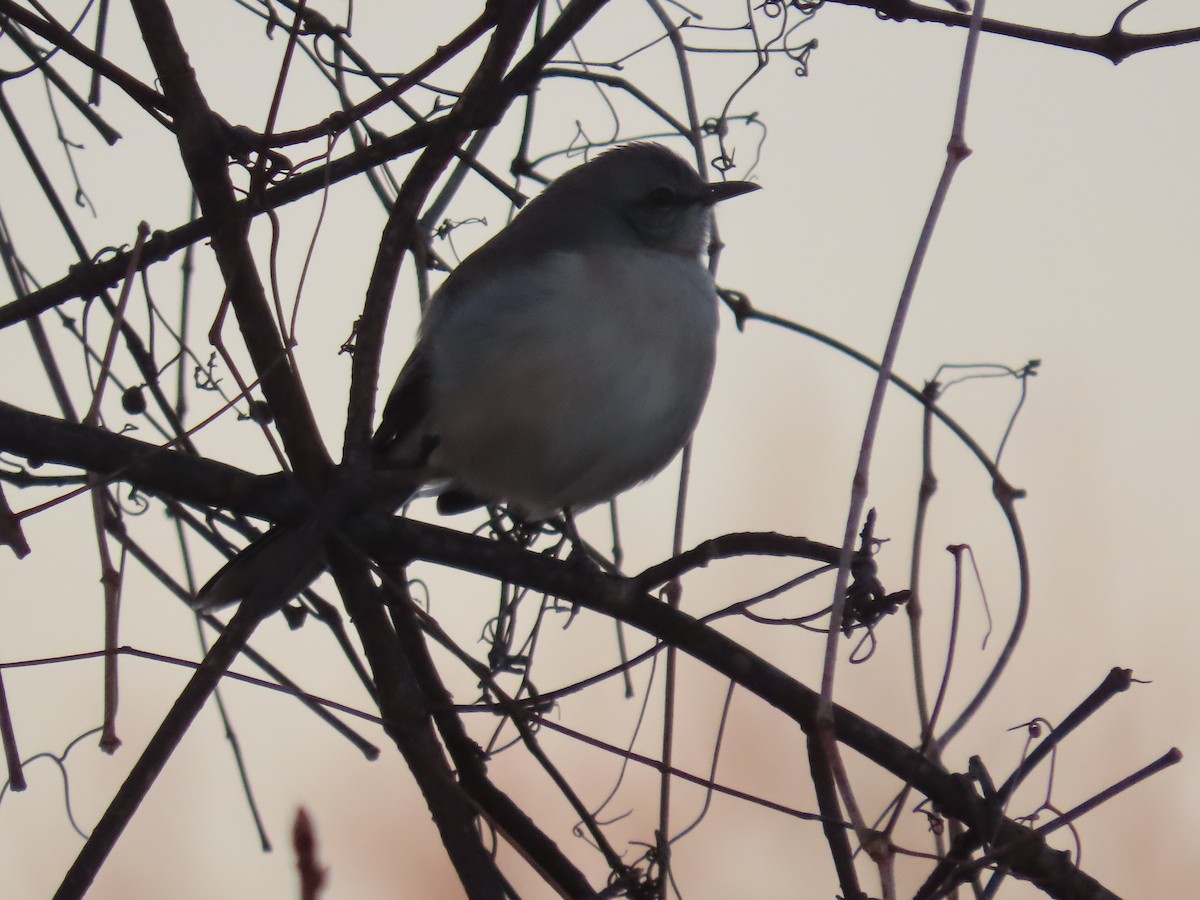 Northern Mockingbird - ML645860958