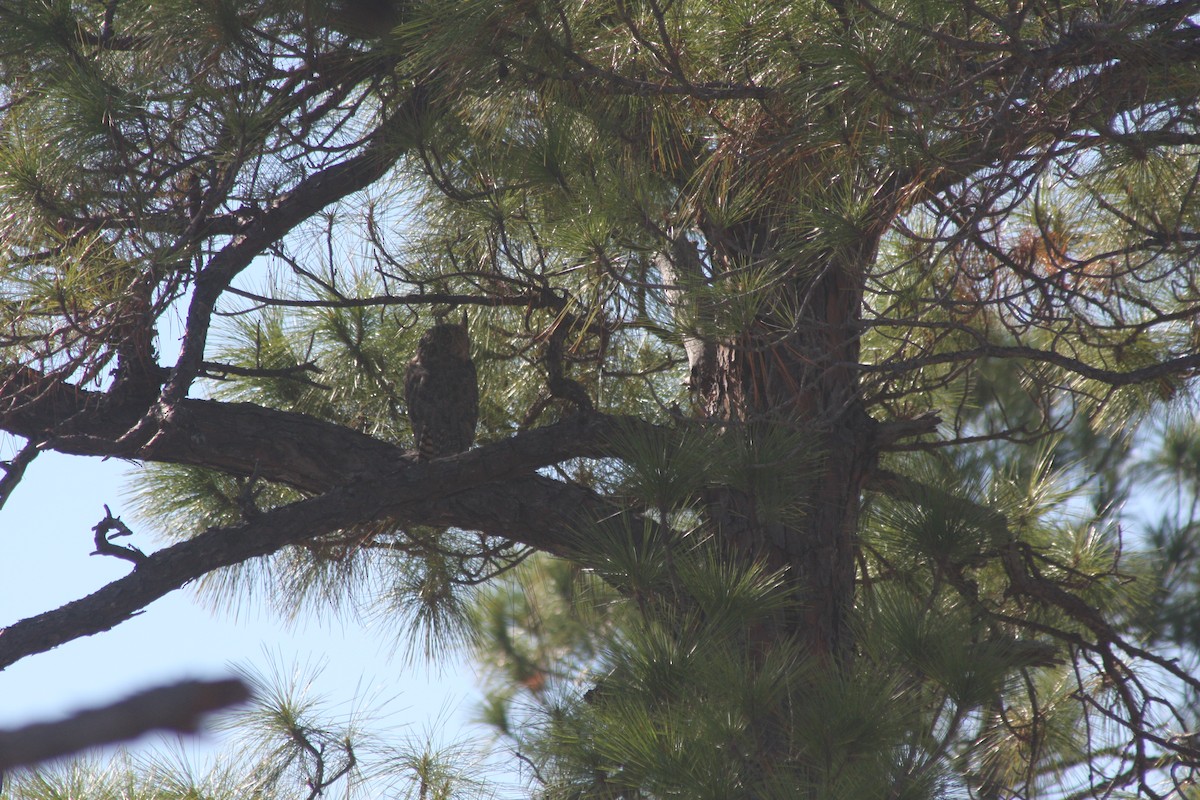 Great Horned Owl - ML645860959