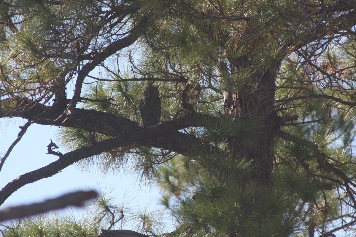Great Horned Owl - ML645860960